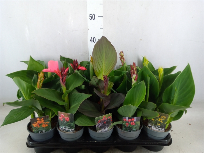 Canna  'Cannova'   ...mix