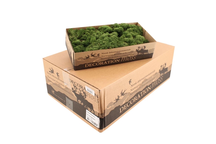 <h4>Reindeer Moss Moss Green</h4>