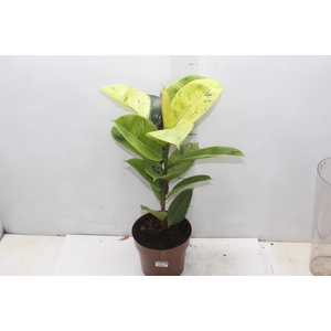 FICUS ELASTICA SHIVEREANA MOONSHINE P17
