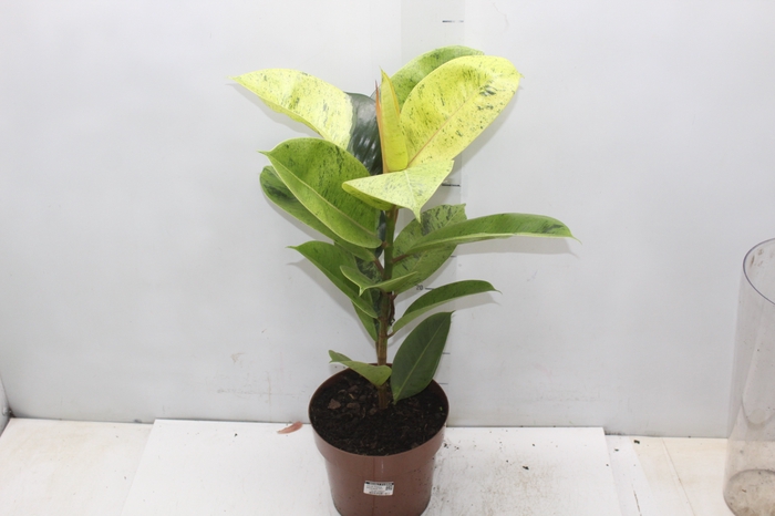 <h4>FICUS ELASTICA SHIVEREANA MOONSHINE P17</h4>