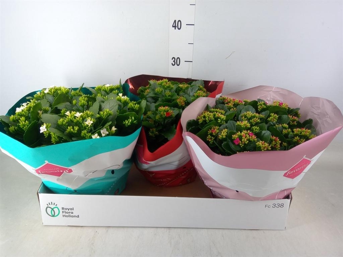 <h4>Kalanchoe blos.   ..mix 4</h4>