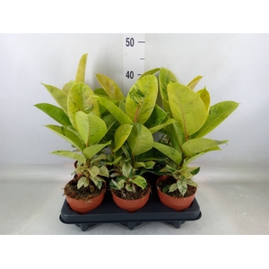 Ficus elastica   ...