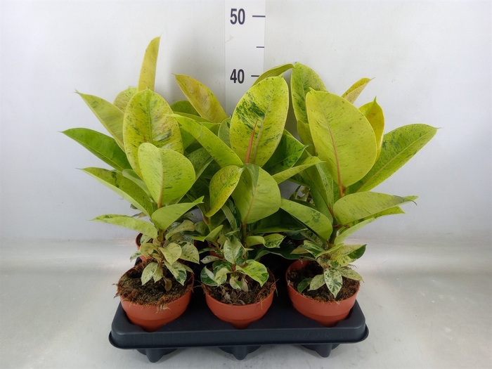 <h4>Ficus elastica   ...</h4>