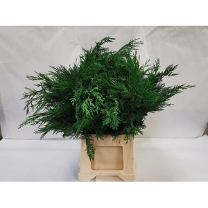 Cryptomeria Rasen Sugi Per Bunch