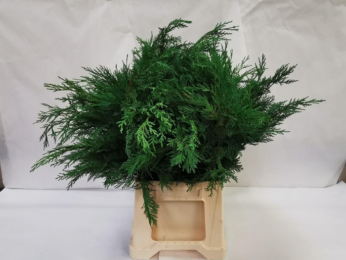 <h4>Cryptomeria Rasen Sugi Per Bunch</h4>