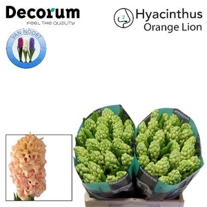 Hyac Orange Lion 2x25