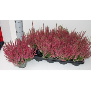 CALLU GA G FRANCA