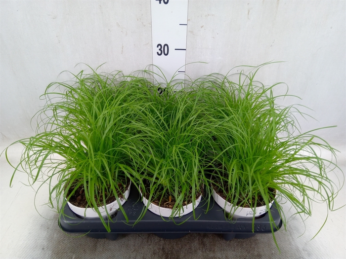 <h4>Cyperus alternifolius 'Zumula'</h4>