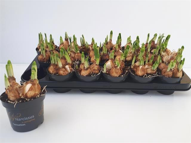 arr8 Narc O Tete A Tete