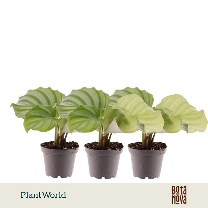 <h4>Calathea Orbifolia 7 cm</h4>