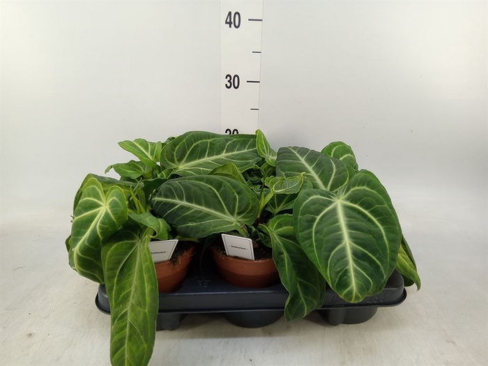 <h4>Anthurium   ...</h4>