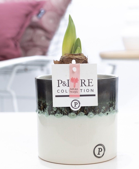 <h4>Hippeastrum pink in P&PURE Illusion cer. perfectly imperfectable</h4>