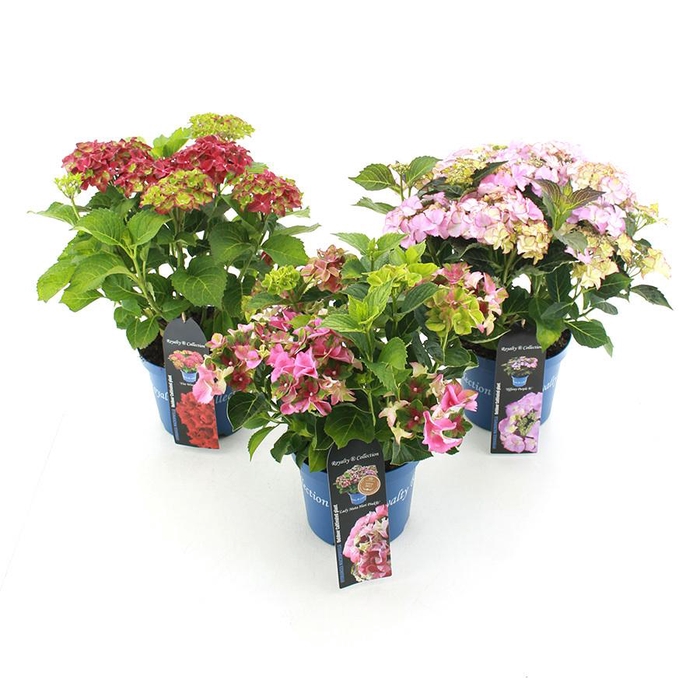 <h4>Hydrangea macr. Royalty Collection® MIX C3.5 (20cm.) Kn.</h4>