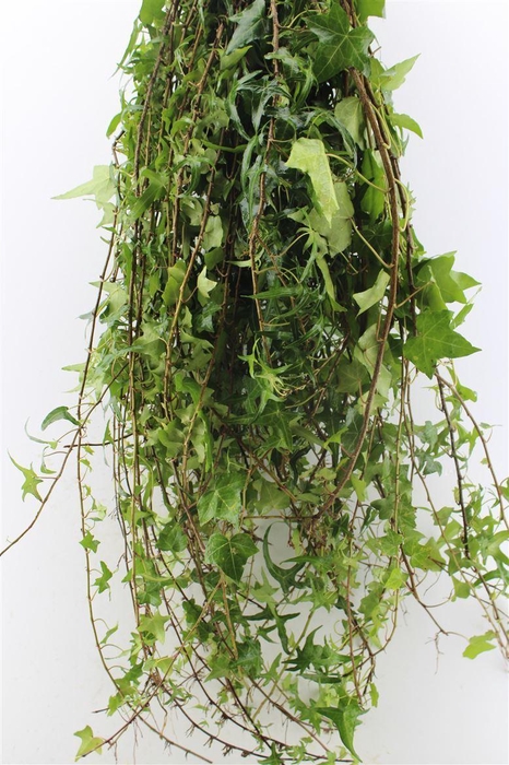 <h4>Hedera Rank Green</h4>