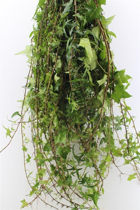 <h4>Hedera Rank Green</h4>