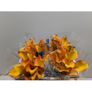 Calla Capt Serengeti