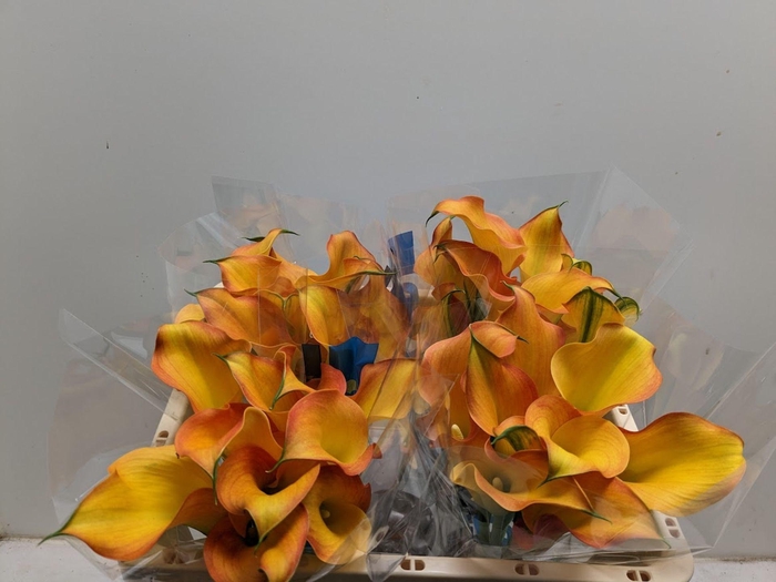 <h4>Calla Capt Serengeti</h4>