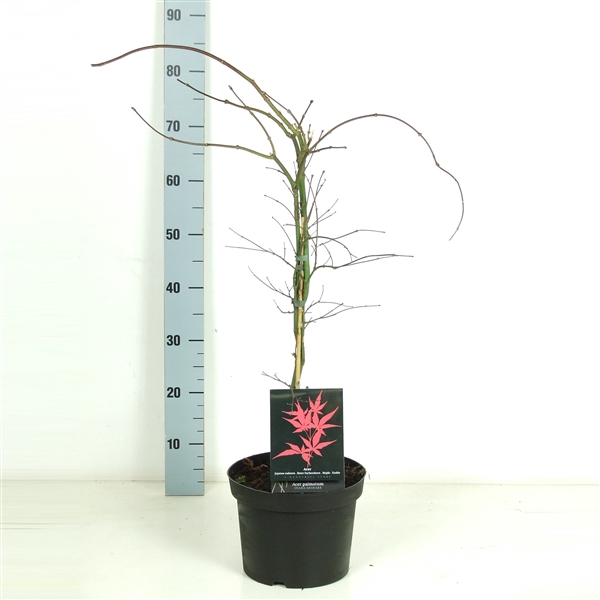 <h4>Acer palmatum 'Inaba-shidare' P23 Full CC</h4>