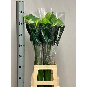 ZANT AE GREEN GODDES