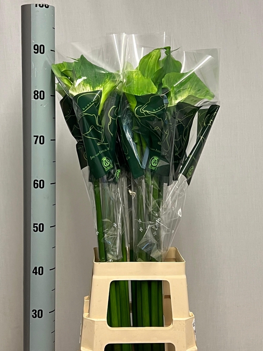 <h4>ZANT AE GREEN GODDES</h4>