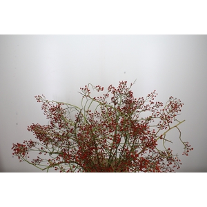 Rosa Mag Red Cascade