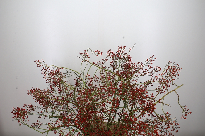 <h4>Rosa Mag Red Cascade</h4>