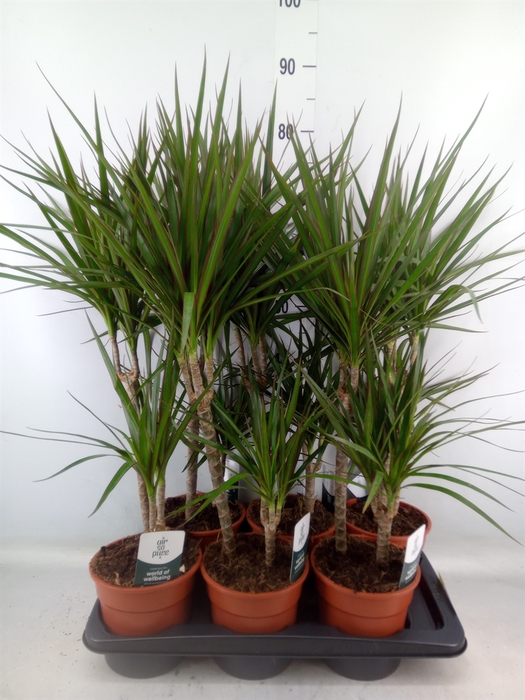 <h4>Dracaena marg.</h4>