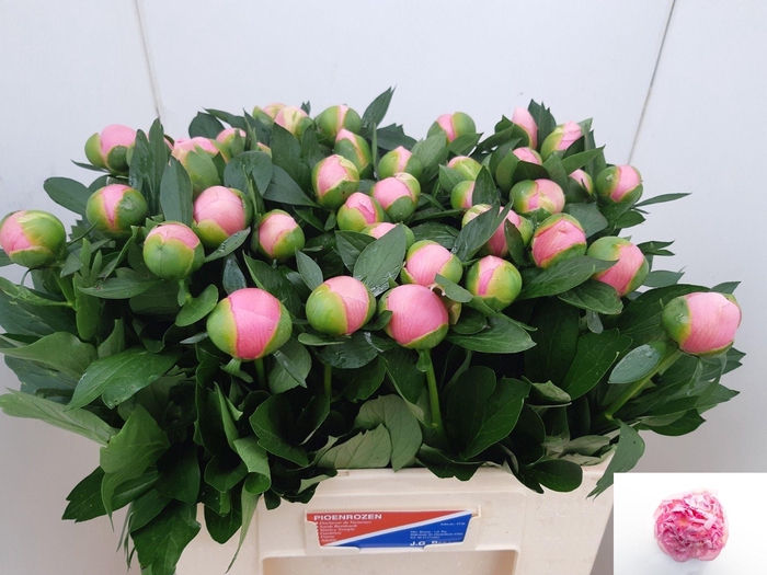 <h4>PAEO ETCHED SALMON</h4>