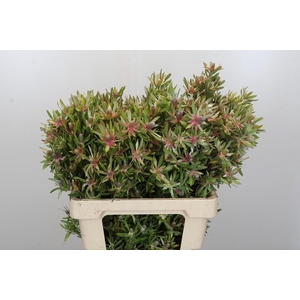 Leucadendron Ayoba Star Pearl