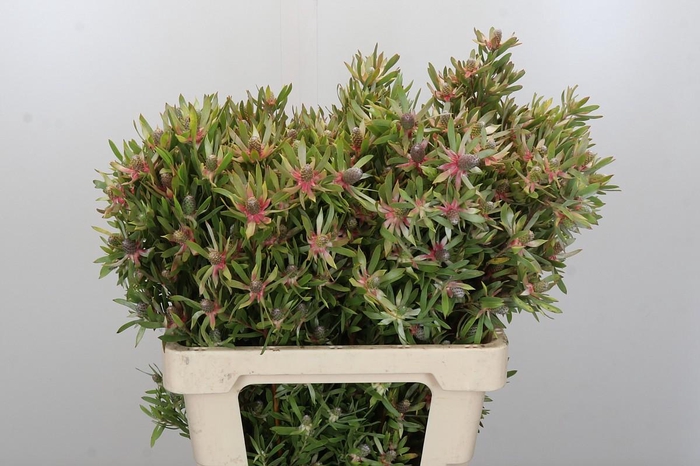 Leucadendron Ayoba Star Pearl