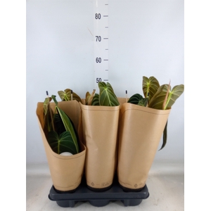 Philodendron melanochrysum