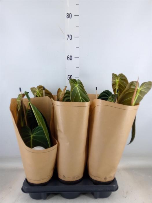 <h4>Philodendron melanochrysum</h4>
