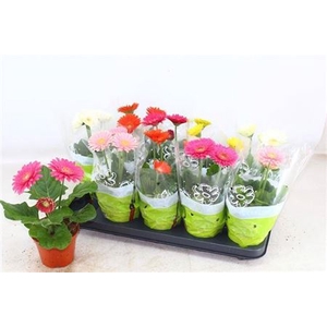 Gerbera gemengd