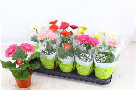 <h4>Gerbera gemengd</h4>