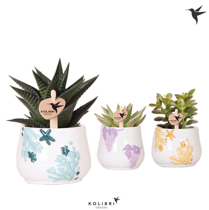 <h4>Kolibri Greens Succulenten mix in Coral pot mix</h4>