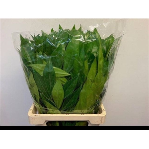 COCCULUS LAURIFOLIUS