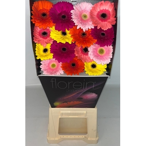 Eastern mix Diamond *45 Bright Easternmix