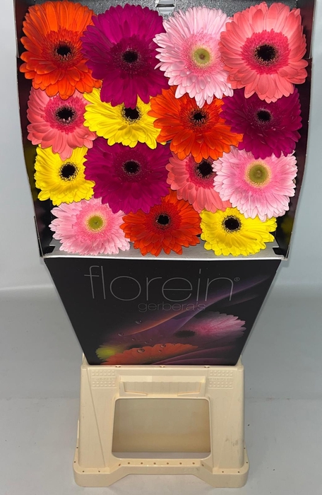 <h4>Gerbera Mix Orange Diamond</h4>
