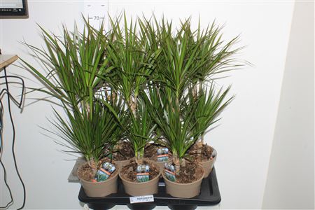 <h4>Dra Marginata 30-15 Cm</h4>