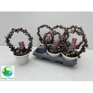 CEROP WO SILVE GLORY