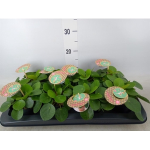 Pilea peperomioides