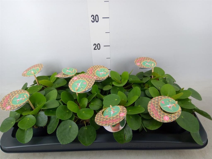 <h4>Pilea peperomioides</h4>