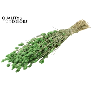 Phalaris per bunch Frosted Mint Green