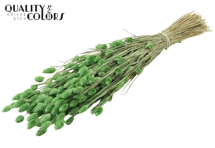 <h4>Phalaris per bunch Frosted Mint Green</h4>