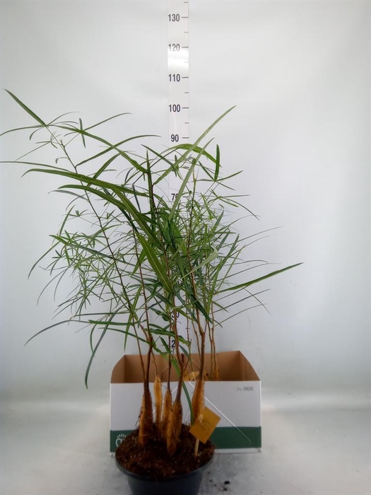 <h4>Brachychiton   ...</h4>