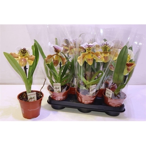 arr8 Paph Amerika Hyb Gem