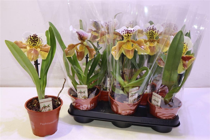 <h4>arr8 Paph Amerika Hyb Gem</h4>