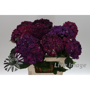 Hydrangea my mon amour purple