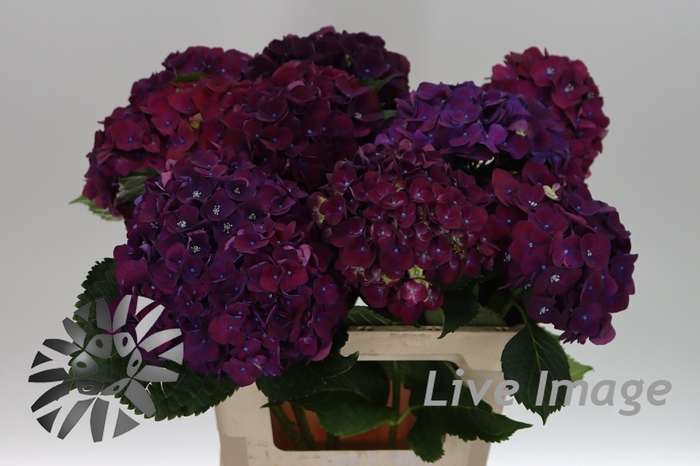 <h4>Hydrangea my mon amour purple</h4>