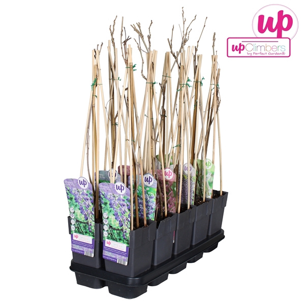 <h4>Wisteria mix tray P15</h4>